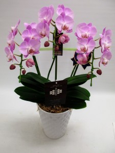 faed2cb52070f03dbc11499fda5c3f63[1]